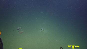 Media type: image;   Invertebrate Zoology 153117 Description: live specimen;